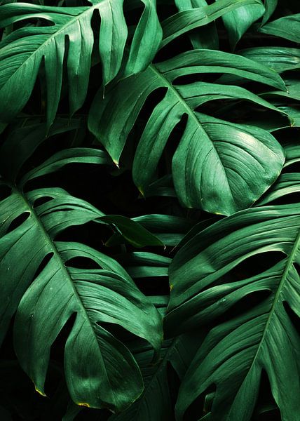 Groenen van Nikita Abakumov