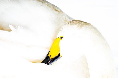 wild swan in high key