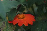 Orange-rote Blume