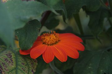 Fleur rouge orange sur Novaii Emery