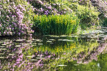 yellow iris and purple rhododendron reflect in water