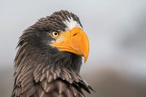 Porträt eines Stellerschen Seeadlers.