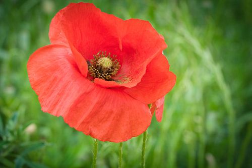 Klaproos met rode bloemblaadjes