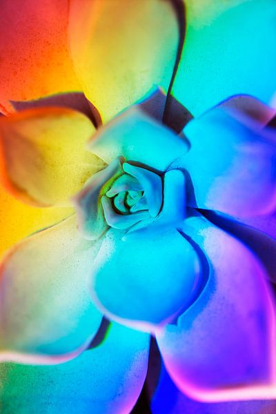 Echeveria met prisma regenboog effect van Kaat Zoetekouw