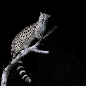 Gen-Katze