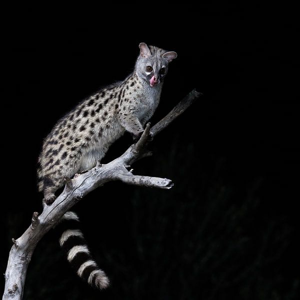 Gen-Katze von Rob Kempers