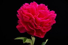 peony by Eric van den Berg