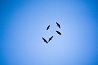 Groepje vogels zweeft in een cirkel hoog in de lucht met blauwe achtergrond. van Twan Bankers thumbnail