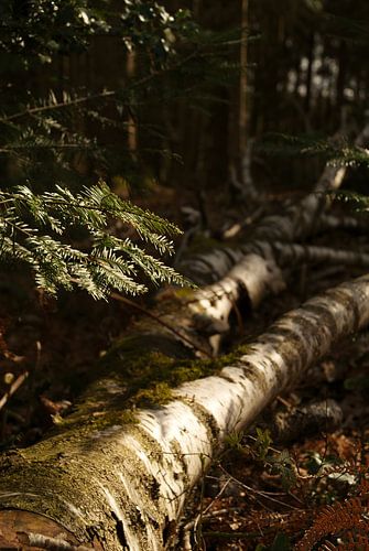 umgestürzte Birken im Wald