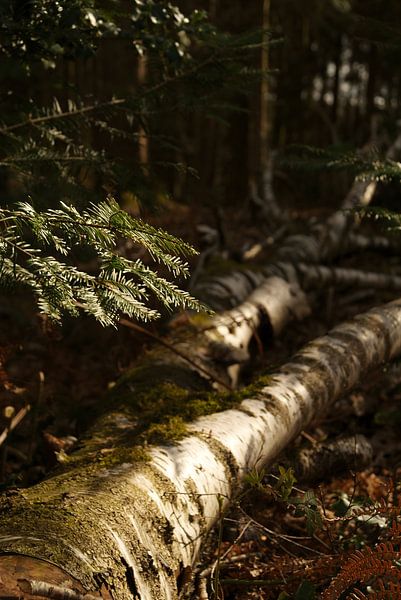 omgevallen berken in het bos van Sarah Gorter
