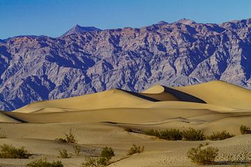 Dunes plates de Mesquite dans la vallée de la mort