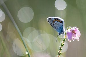 Heideblauwtje op de heide van Kaat Nobelen