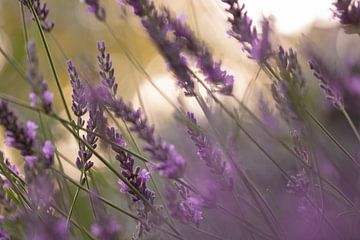 Lavendel van Mirjam Brozius