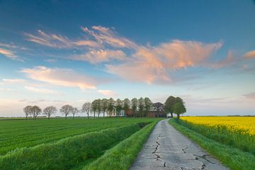 Sunset rapeseed with traditional borg by Hillebrand Breuker