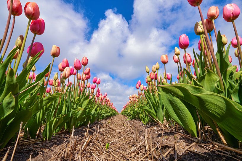 A long row of Dutch red tulips by eric van der eijk