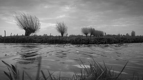Knotwilgen en de beschoeiing worden getijsterd door de wind
