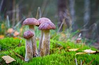 Berkenzwam, Leccinum scabrum in het bos van Heiko Kueverling thumbnail