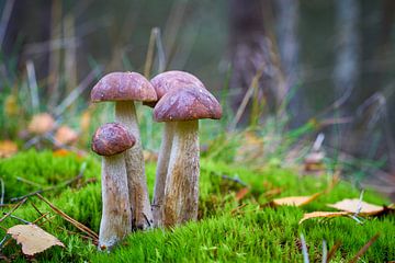 Berkenzwam, Leccinum scabrum in het bos van Heiko Kueverling