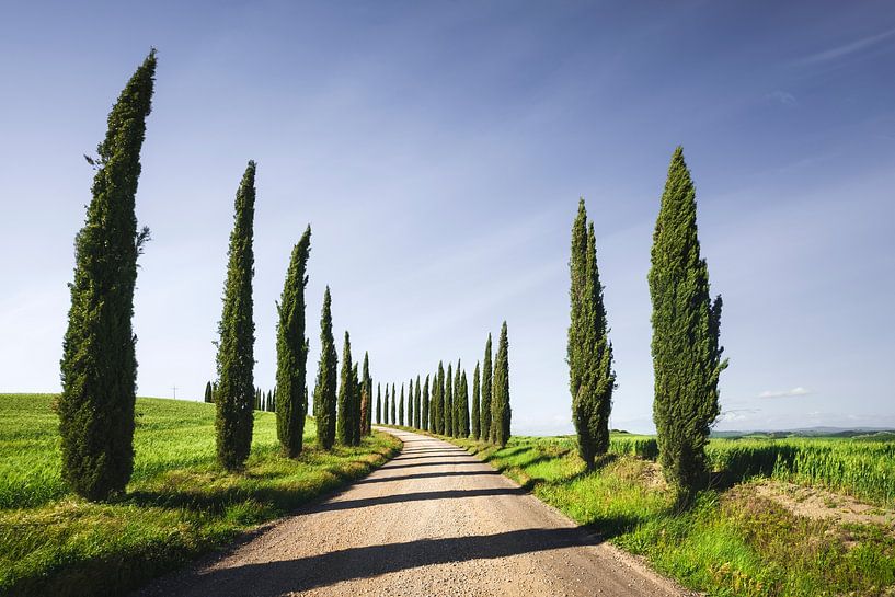 Zypressen und Schotterstraße in der Toskana, Italien von Stefano Orazzini