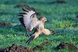 Buzzard approaching by Bernhard Kaiser