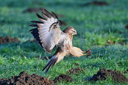 Buizerd in aantocht van Bernhard Kaiser