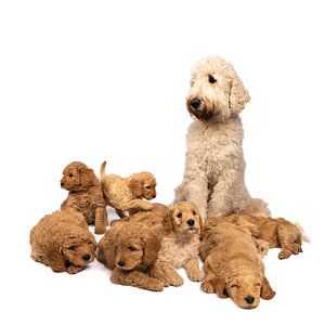 Ein Wurf Labradoodle-Welpen, die zu den Füßen ihrer Mutter vor einem weißen Hintergrund liegen