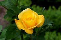 beauty in yellow 