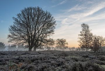 Wolfhezerheide part 174 van Tania Perneel