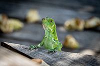 Grüner Leguan