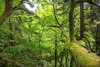 Gevallen maar levend