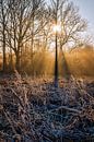 Een magische ochtend in het bos van Jim De Sitter thumbnail