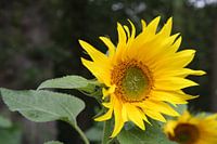 Zonnebloem