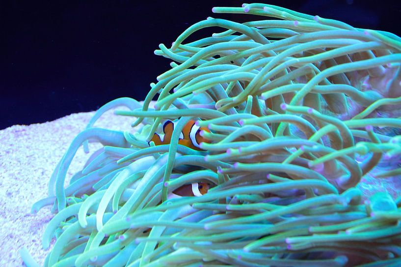 Nemo ondergedoken van Frank's Awesome Travels