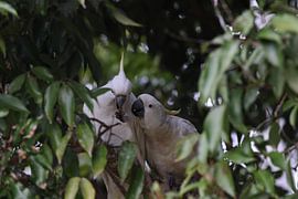 Sulphur-Crested Cockatoo (Cacatua galerita), Queensland, Australië