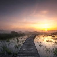 Foggy Sunrise