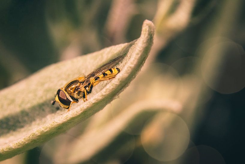 Hoverfly in rest mode by Jeffrey Hoorns