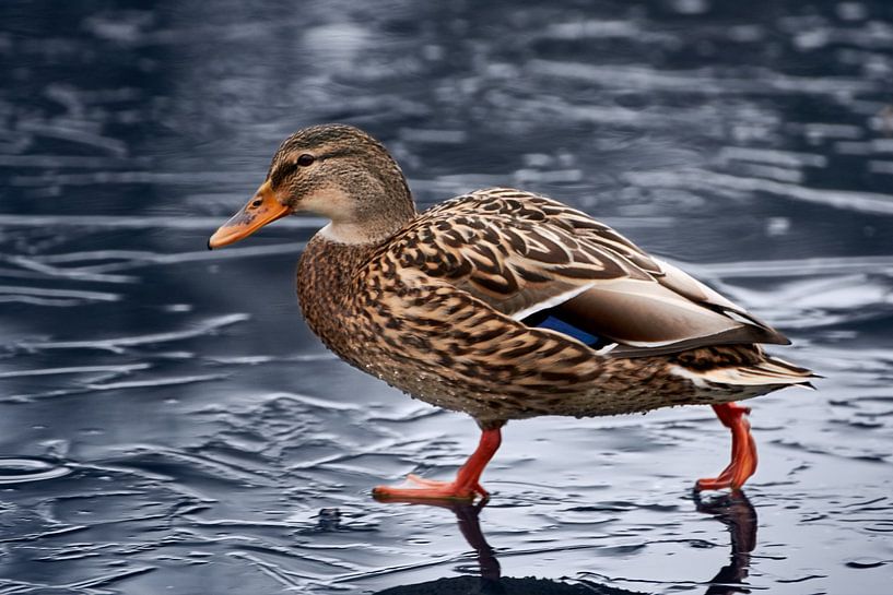 Duck on frozen lake by Thomas Marx