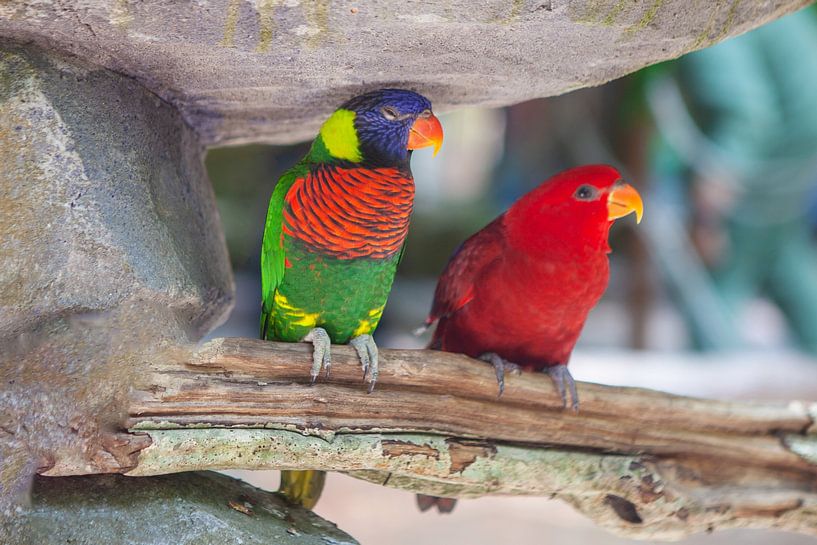 Papageien-Pärchen von t.ART