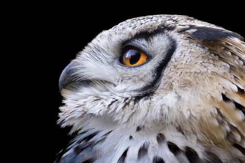 Photo of an eagle owl