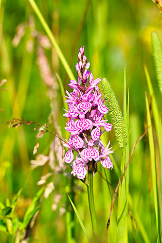 Orchidee im Gras