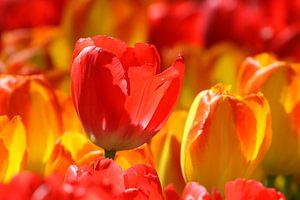 Tulipes au Keukenhof