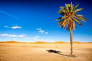 Palm tree in desert by Paul Piebinga