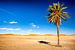 Palmboom in woestijn van Paul Piebinga