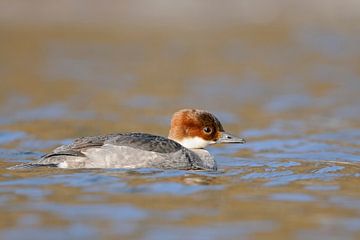 Female Smew(Mergellus albellus) swims on ice cold open water, winter guest, wildlife, Germany.