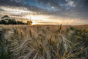 Sonnenuntergang im Weizenfeld von Linda Raaphorst