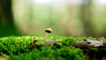 Petit Champignon dans le Grand Monde sur Jorrick Mulder