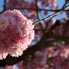 Pink flowers of ornamental cherry in sunlight 2 by Heidemuellerin