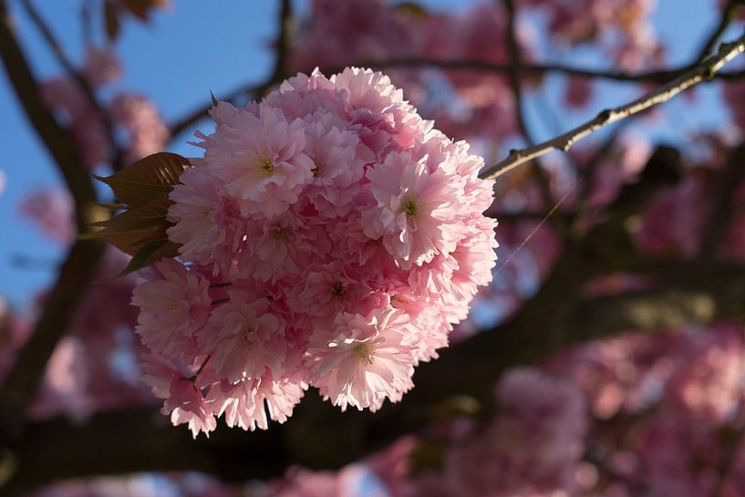 Roze bloesems van een sierkers in het zonlicht 2 van Adriana Müller