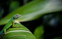 Beautiful portrait of a small Anolis lizard on a green leaf.