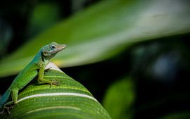 Beautiful portrait of a small Anolis lizard on a green leaf. by Wildlife Designs
